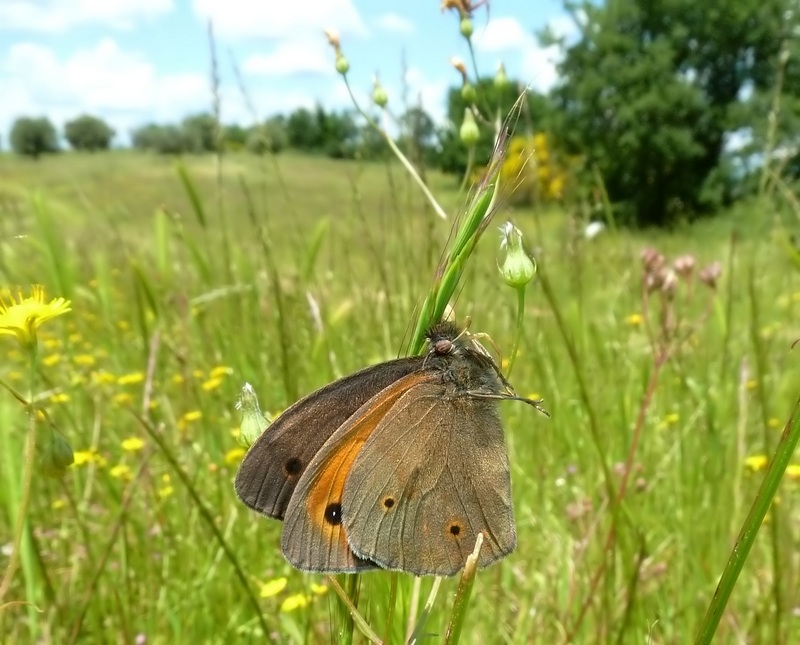 farfalle e uliveti